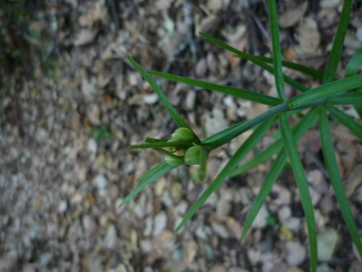 High Resolution Fritillaria ojaiensis Bud